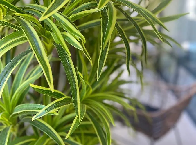 Sea Garden St Constantin et Helena