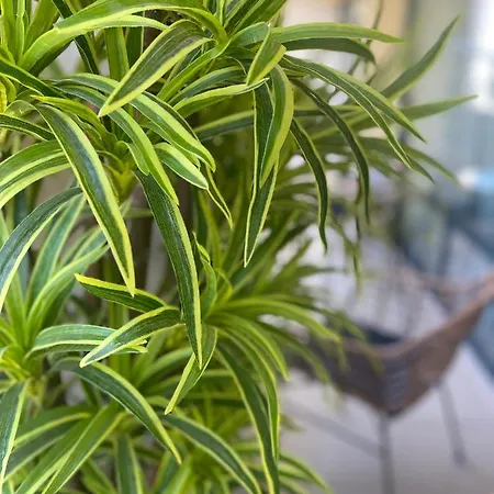 Sea Garden Sweti Konstantin i Sweta Elena